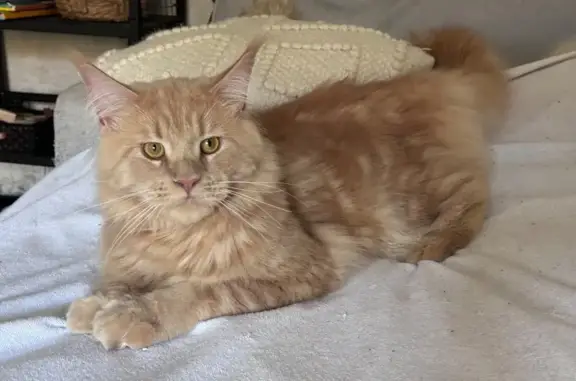 Perdu: Maine Coon crème, rue Henri Gely - photo