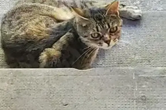 Chat trouvé Dax, photo: Chat trouvé affamé et sociable à Dax