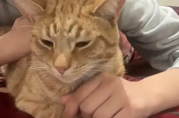 Missing cat Playford, photo: Missing: Shy Orange Cat in Playford