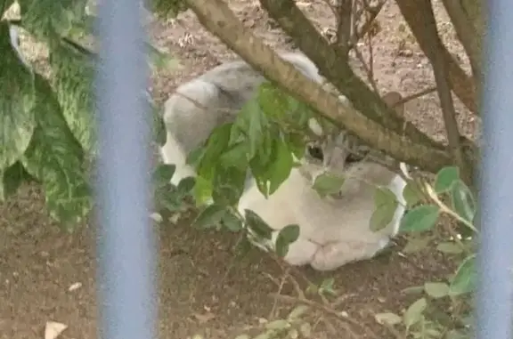 Animaux trouvés Castres, photo: Chat gris-blanc trouvé, Chemin de Causse
