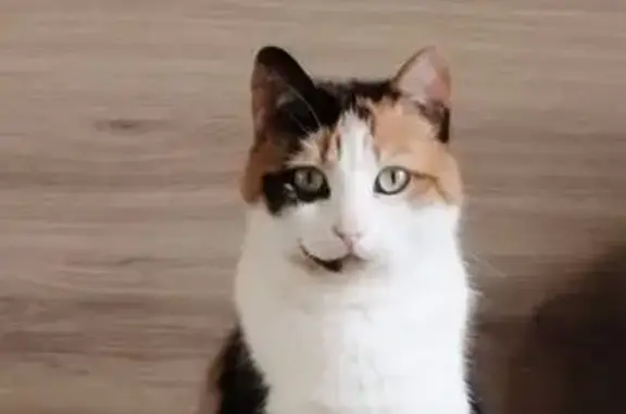 Chat perdu, , photo: Chatte tricolore perdue à Dampierre-sur-Boutonne