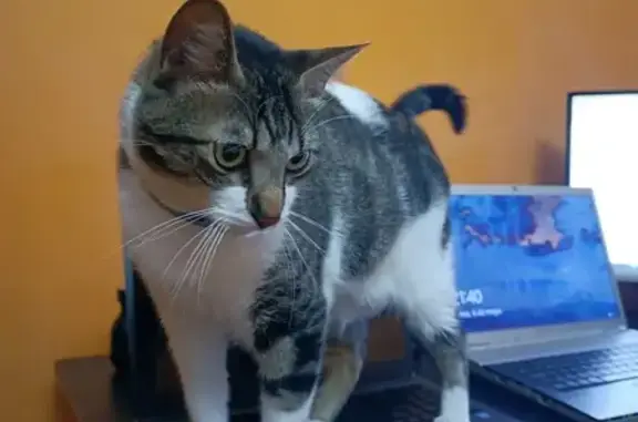 Buscamos Gato Blanco y Negro Perdido en Málaga