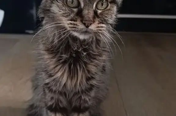 Chat tigré noir/marron perdu à Chantonnay - photo