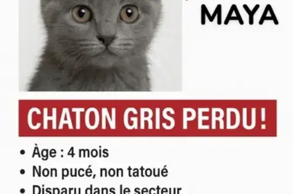 Animaux perdus Marseille, photo: Chatte grise perdue, Bd Velasquez, Marseille