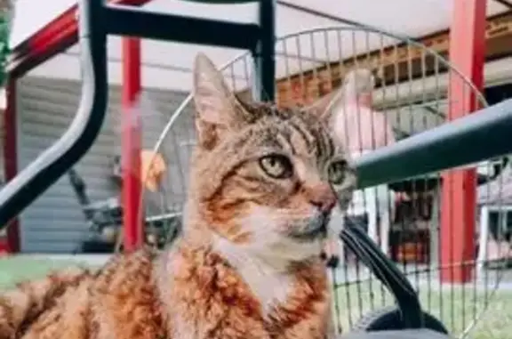 Chatte tigrée âgée perdue à Fenain - photo