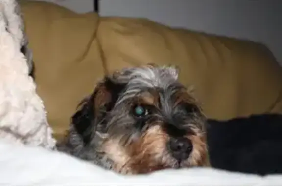 Chien perdue, peureuse, sans collier Gouesnach - photo