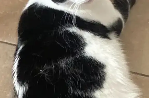 Chat perdu, Pontoise, photo: Chat perdu, mâle 6 ans, noir et blanc