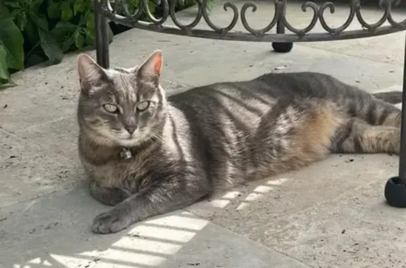 Chat perdu : Tigre gris castré, La Trinité - photo