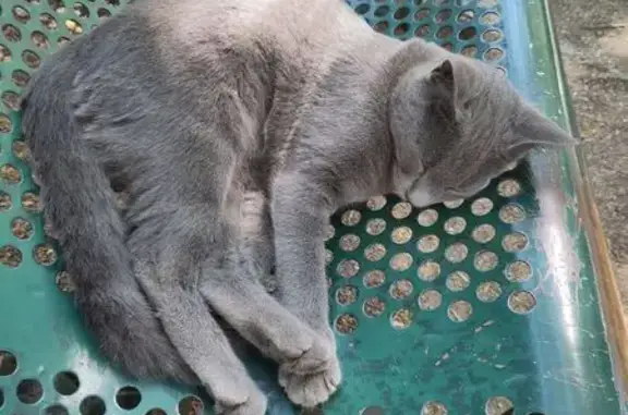 Chat gris sociable trouvé à Marseille - photo