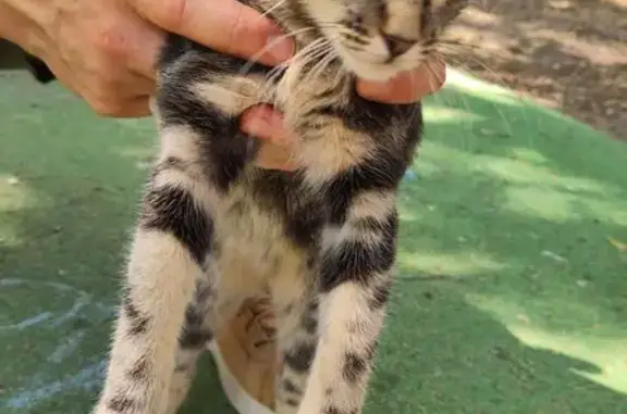 Chat mâle tigré trouvé sociable Marseille - photo