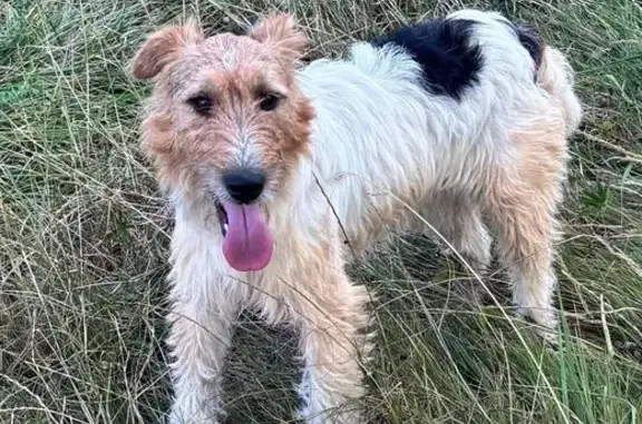 Animaux trouvés Gardonne, photo: Chien trouvé : Jeune Fox Terrier mâle