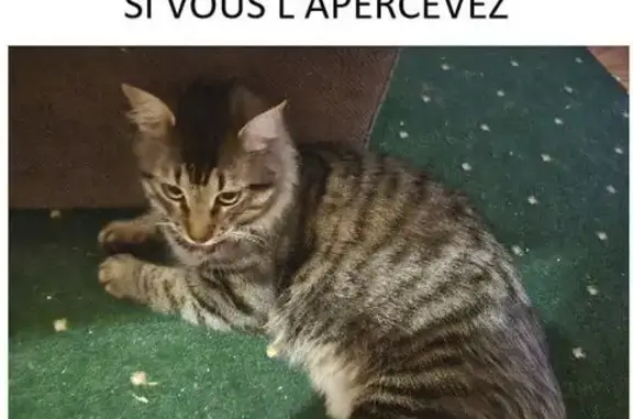 Chat perdu : gris rayé, sociable, Romagnat - photo