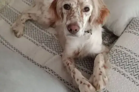 Chien perdu près de la forêt à Mazerolles - photo