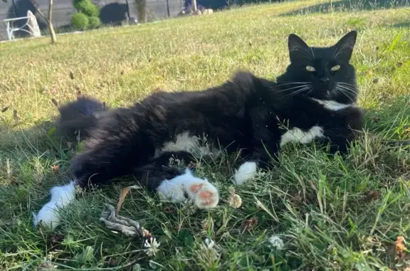 Chat noir et blanc perdu à Lanester - photo