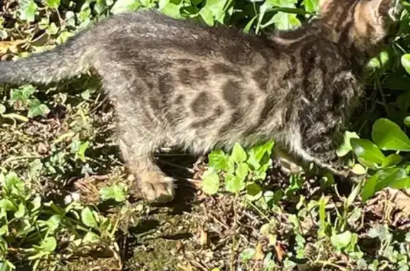 Chat perdu : Gris tigré, sociable, Graveson - photo