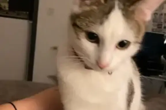 Chat perdu, Montbrison, photo: Chatte perdue, câline et tigrée, Montbrison