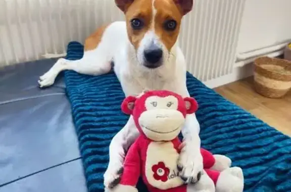 Chien perdu: Filou, croisé Pinscher, 8 mois - photo