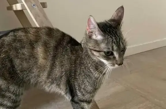 Jeune chatte tigrée trouvée à Clermont-Ferrand - photo