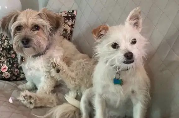 Missing dog , photo: Lost Dog: White Coat, Pink Collar, Ampol
