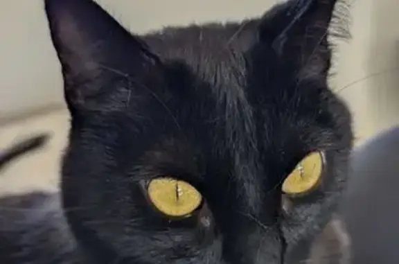 Chat perdu, Montauban, photo: Chatte noire pucée perdue à Montauban