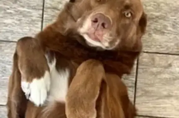 Lost Dog: Brown with White Spot, Citra