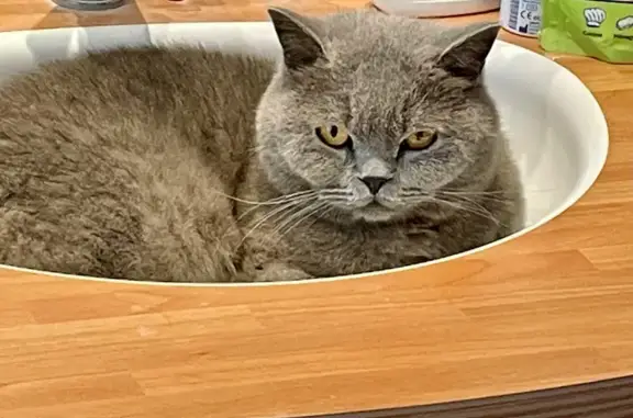 Animaux perdus Davézieux, photo: Chat gris perdu, yeux dorés, Davézieux