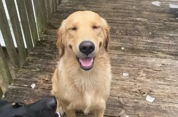 Lost Golden Retriever on U.S. 301, Citra