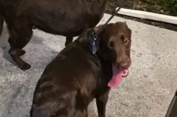 Found dog Spring Hill, photo: Found: 2 Chocolate Labs, Spring Hill