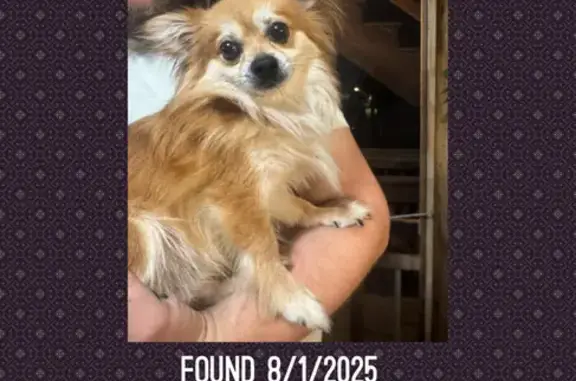 Found pets Wareham Center, photo: Found: Sweet Tan Dog on Vigeant St, Ware