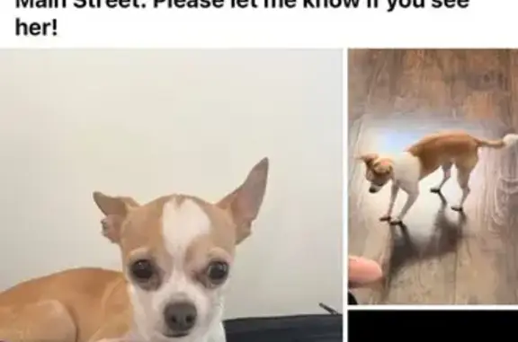 Missing dog Plain City, photo: Missing Chihuahua: White & Tan in Plain City