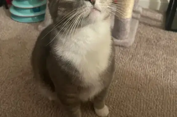 Lost Cat Alert: Help Find Baby in Quarry!