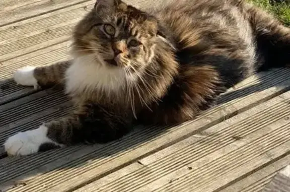 Chatte Maine Coon perdue, craintive, Châlons - photo