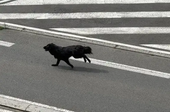 Chien trouvé Betton, photo: Bouvier bernois noir trouvé à Betton