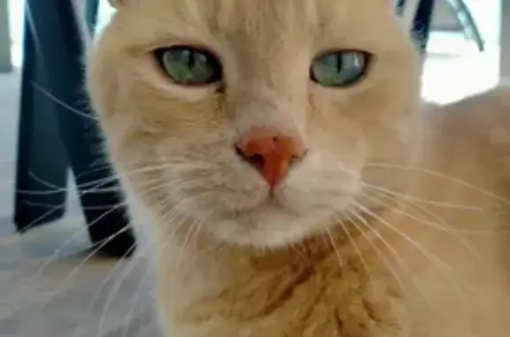 Chat perdu, , photo: Chat perdu : Bobi, 15 ans, roux, Chazelles-sur-Lyon