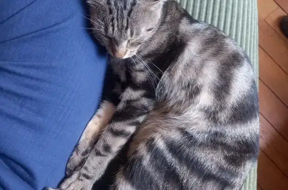 Jeune chat sociable trouvé à Nemours - photo