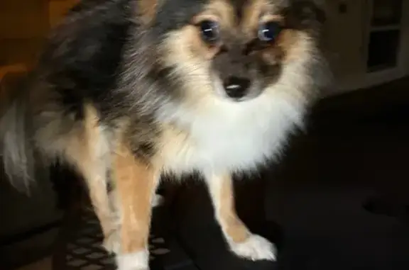 Found dog Chicago, photo: Found Pomeranian: Friendly Male in Chicago