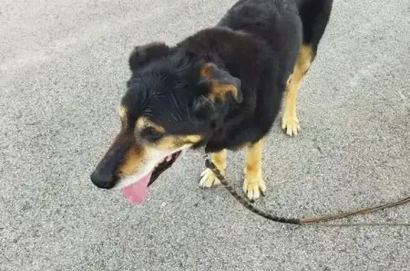 Chien noir maigre trouvé Rue des Écoles - photo