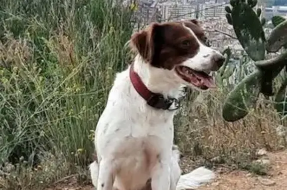 Perro Perdido: Bretón Blanco y Canela en Fulleda