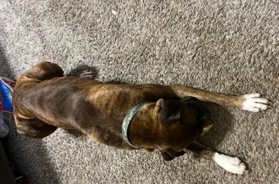 Lost Brindle Dog: White Paws & Tail