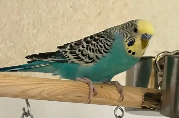 Lost Bright Blue Bird on 7th Street
