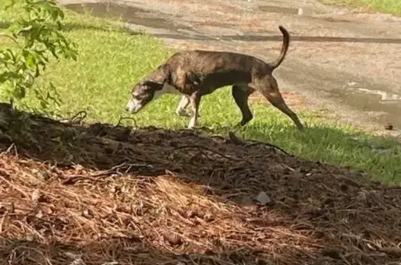 Lost and found pets Florence, photo: Friendly Dog Found Post-Storm in Florence