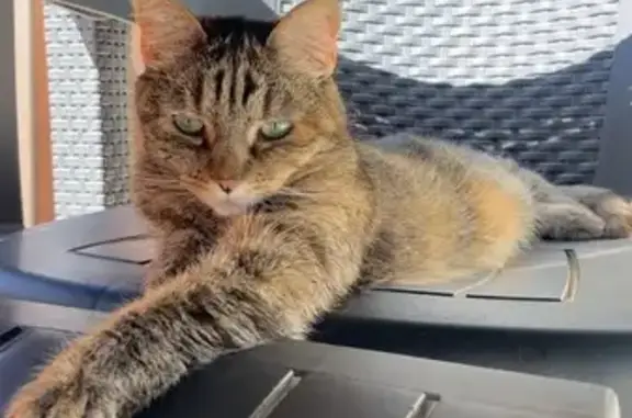 Chatte tigrée perdue à Lorient - photo