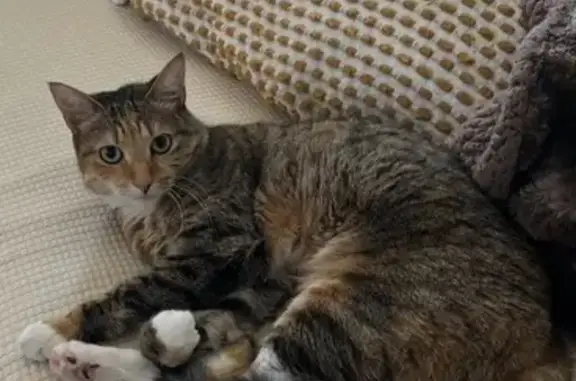 Lost: Tiny, Sweet Cat on Berlin Rd