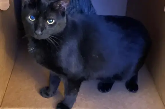 Missing cat Beecher, photo: Lost Cat: Friendly Male, Reward $100