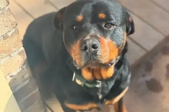 Lost Black & Tan Dog on Bethesda Church Rd