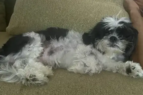 Lost Shih Tzu: Elvis, N. Goodman Rd