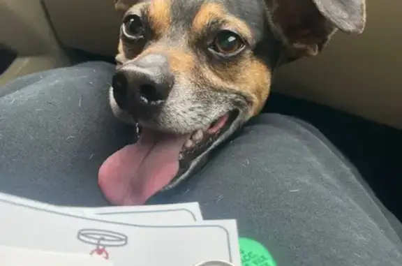 Lost Black Dog: Blue Collar, Brown Spots