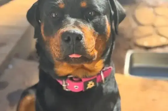 Lost Dog: Friendly Black & Tan in Lawrenceville