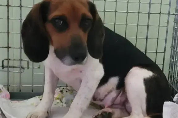 Lost pets Wilmington, photo: Lost Tri-Color Beagle in Wilmington Area