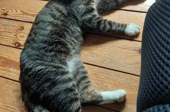 Chat perdu : Pacô, tigré marron et blanc - photo